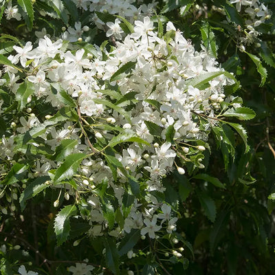 Close up of white flowes on an Hoheria-Sexstylosa tree