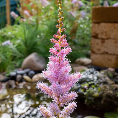 Close up of Pink Chinese astilbe Flower