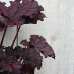 Close up of forever purple heuchera leaves