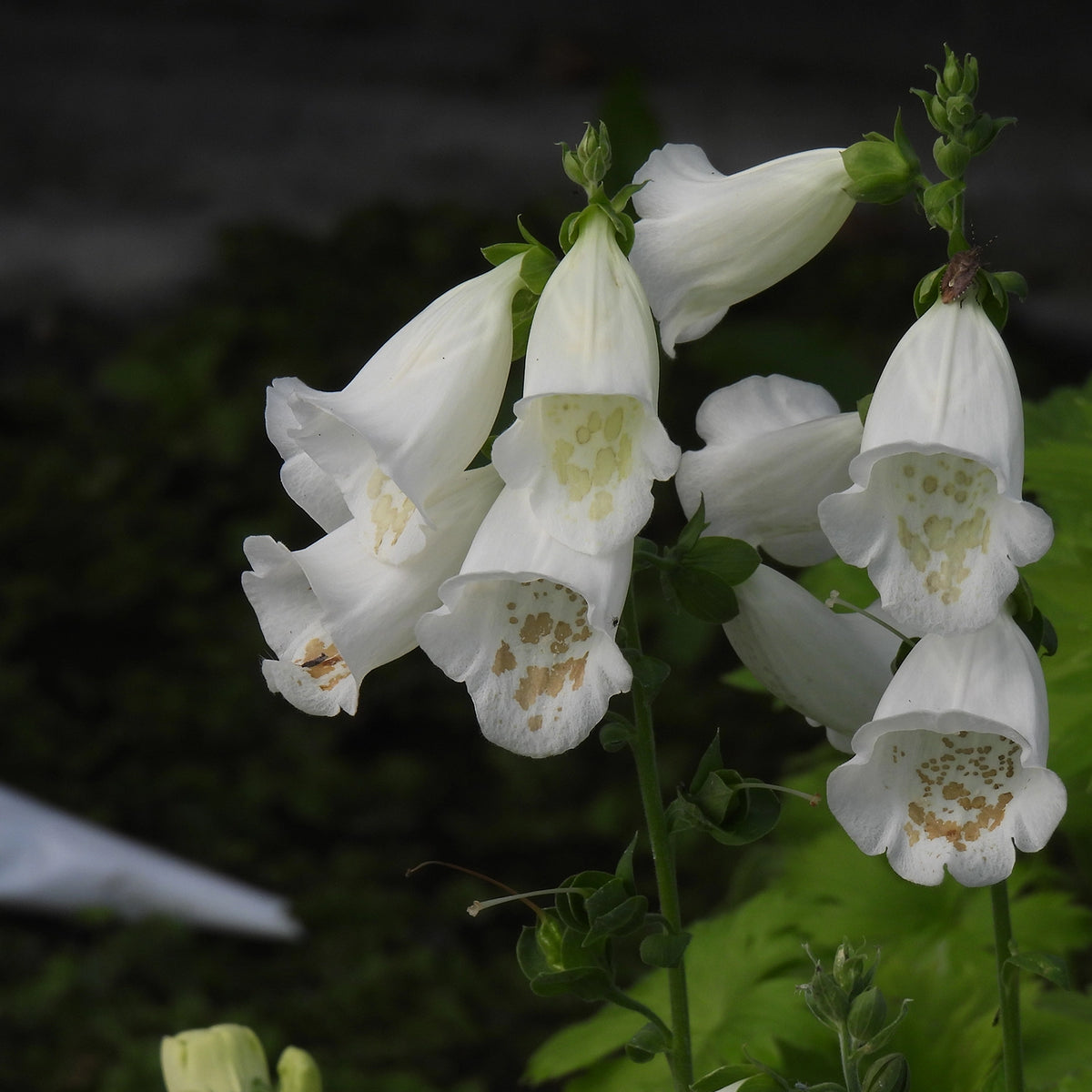 White foxglove flowers with yellow speckles hanging from a green stem against a dark, blurred garden background.