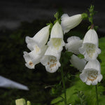 White foxglove flowers with yellow speckles hanging from a green stem against a dark, blurred garden background.
