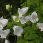 White foxglove flowers with green stems and leaves growing in a garden setting.