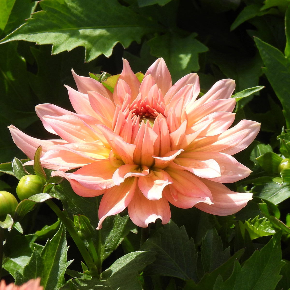 Close up of gallery art deco dahlia flower