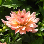 Close up of gallery art deco dahlia flower
