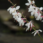 Close up of white and pink gaura flowers