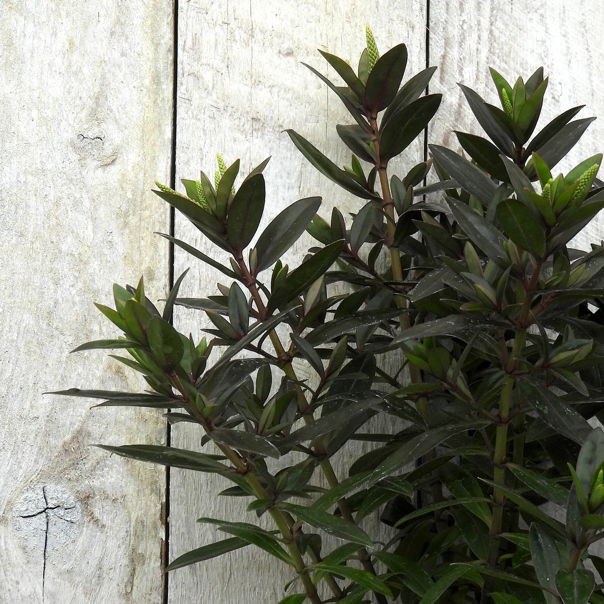 Green hebe plant against a wooden background