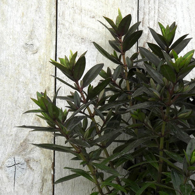Green hebe plant against a wooden background