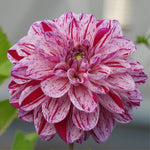 Close up of Ida Mae Dahlia Flower