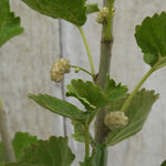 Close-up of a mulberry plant with green leaves and small pale beige fruit clusters on a light gray background.