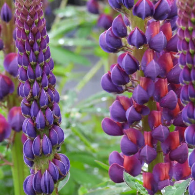 Close-up of purple masterpiece lupin flowers with a blurred green background