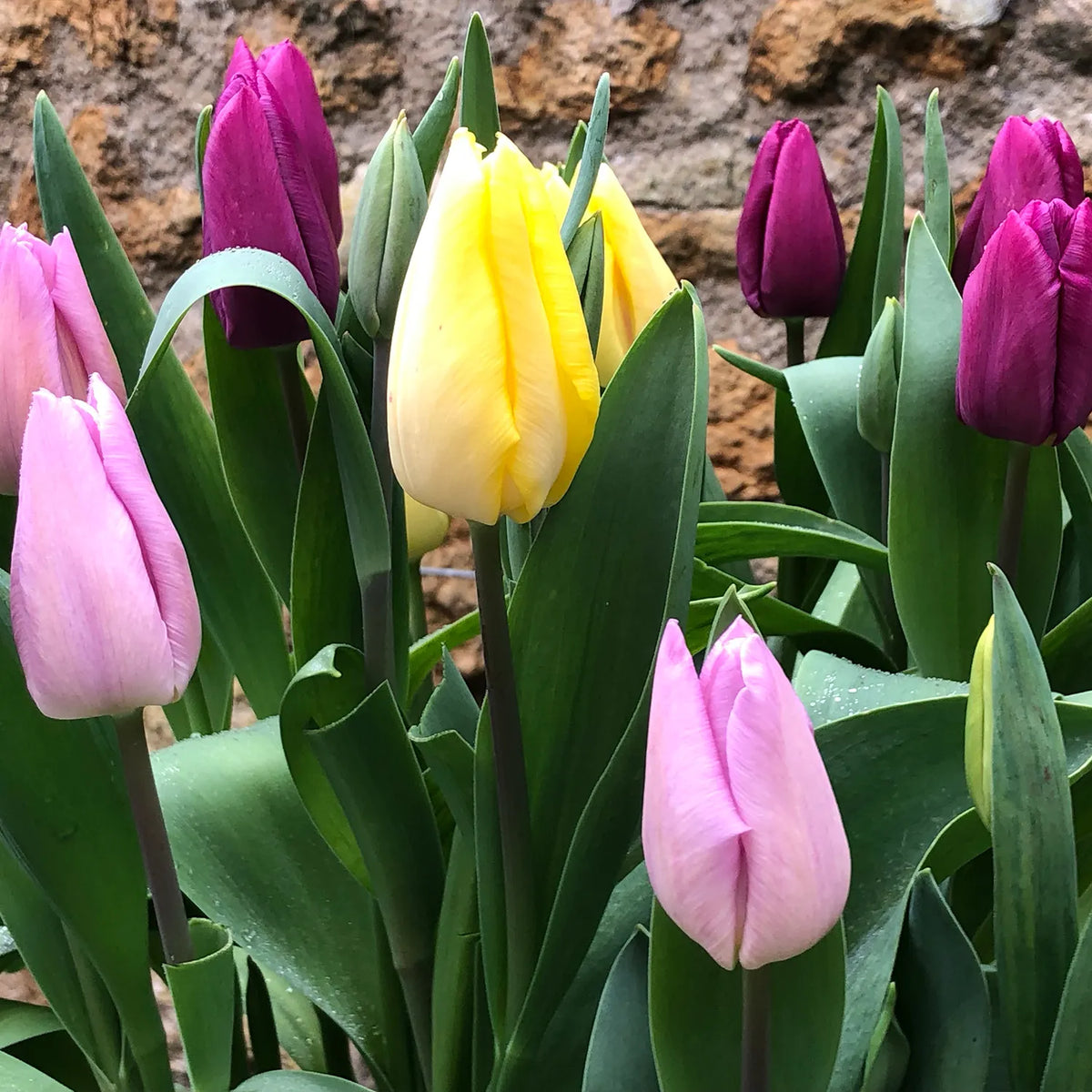 Mixed Single Tulips