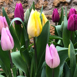 Mixed Single Tulips