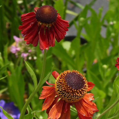 Two red Sneezeweed flowers with brown centers in a garden setting