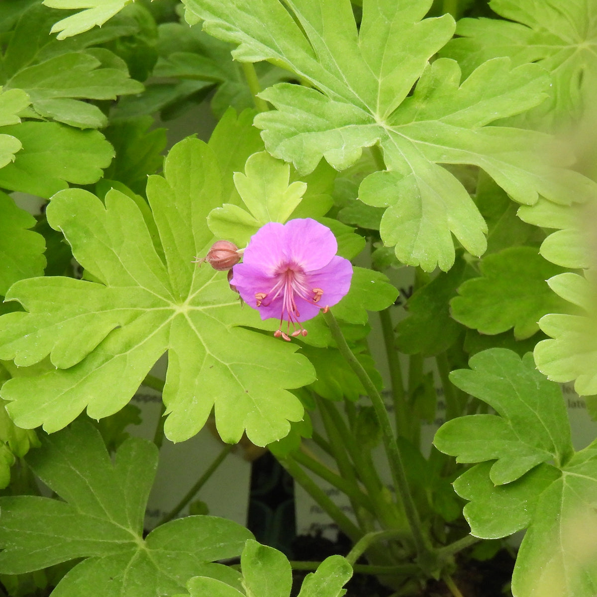 A close-up of a pink geranium flower with green, deeply lobed leaves.