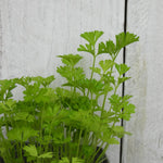 Close up of green parsley leaves against a light wooden background