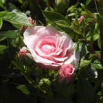 Pink rose with green leaves in a garden setting