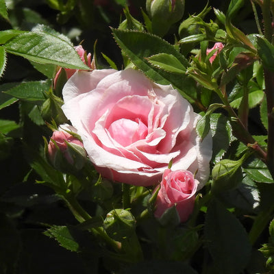 Pink rose with green leaves in a garden setting