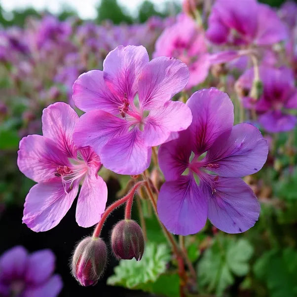 Close-up of pink geranium flowers with green leaves in the background