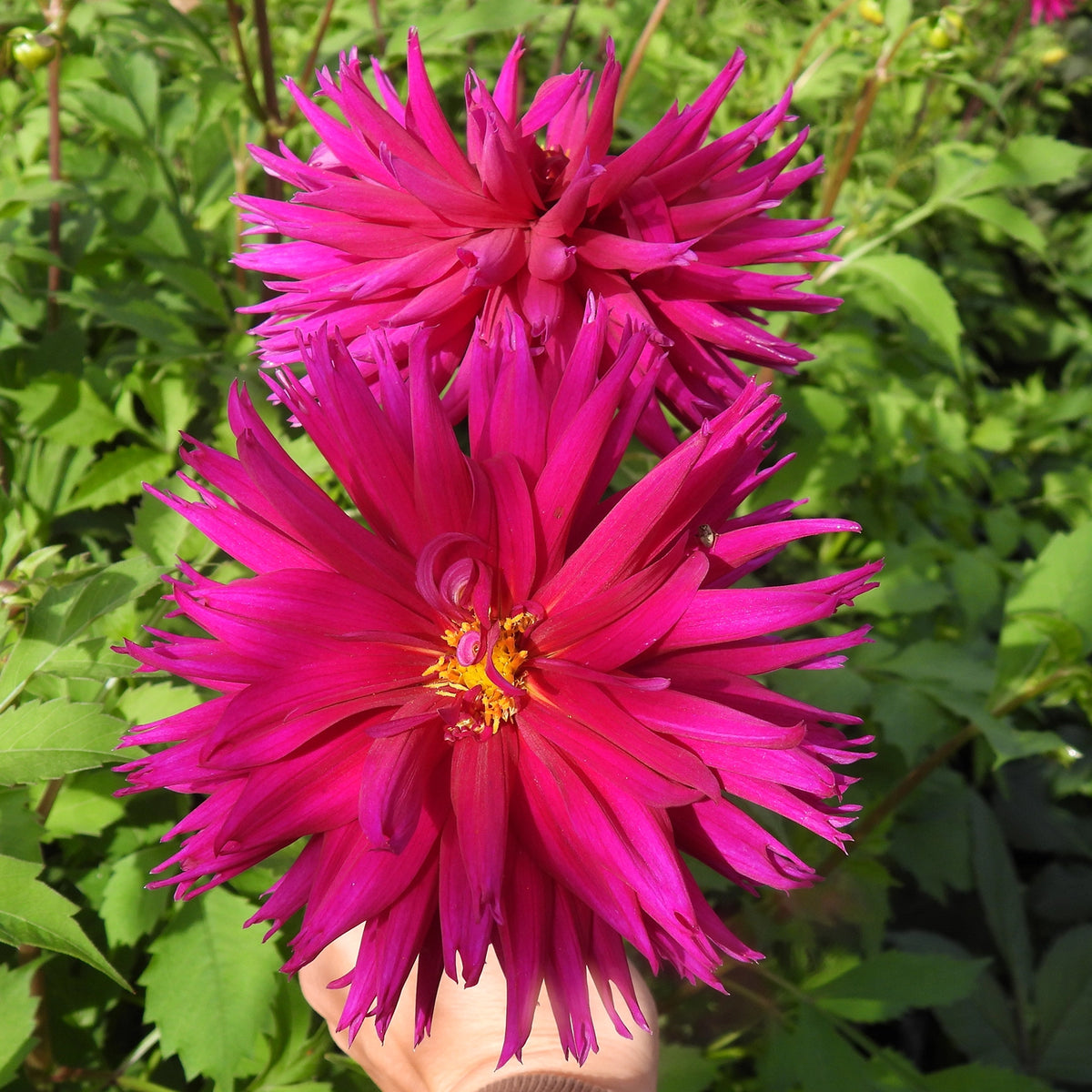 Bright pink mottled dahlia flowers in full bloom on a plant with green foliage, held by a hand at the bottom.