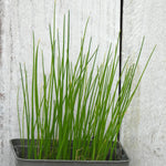Close up of chives herb