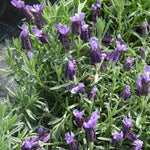Close-up of a lavender plant with purple flowers and green leaves.