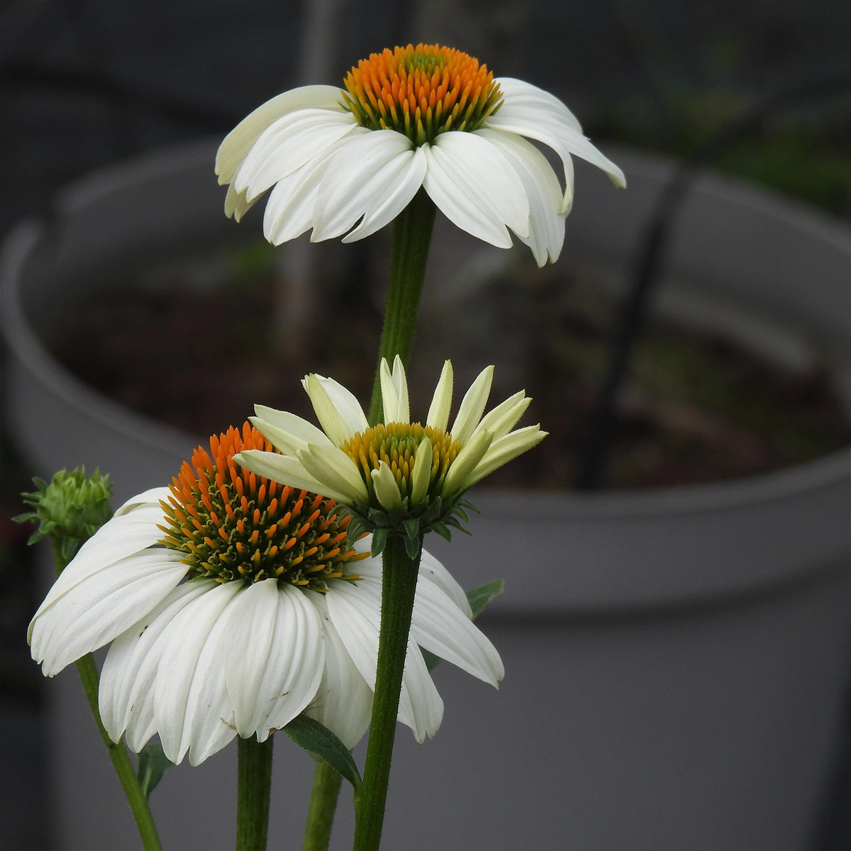 White coneflowers with bright orange centers growing in a gray pot, photographed close-up with a blurred background.