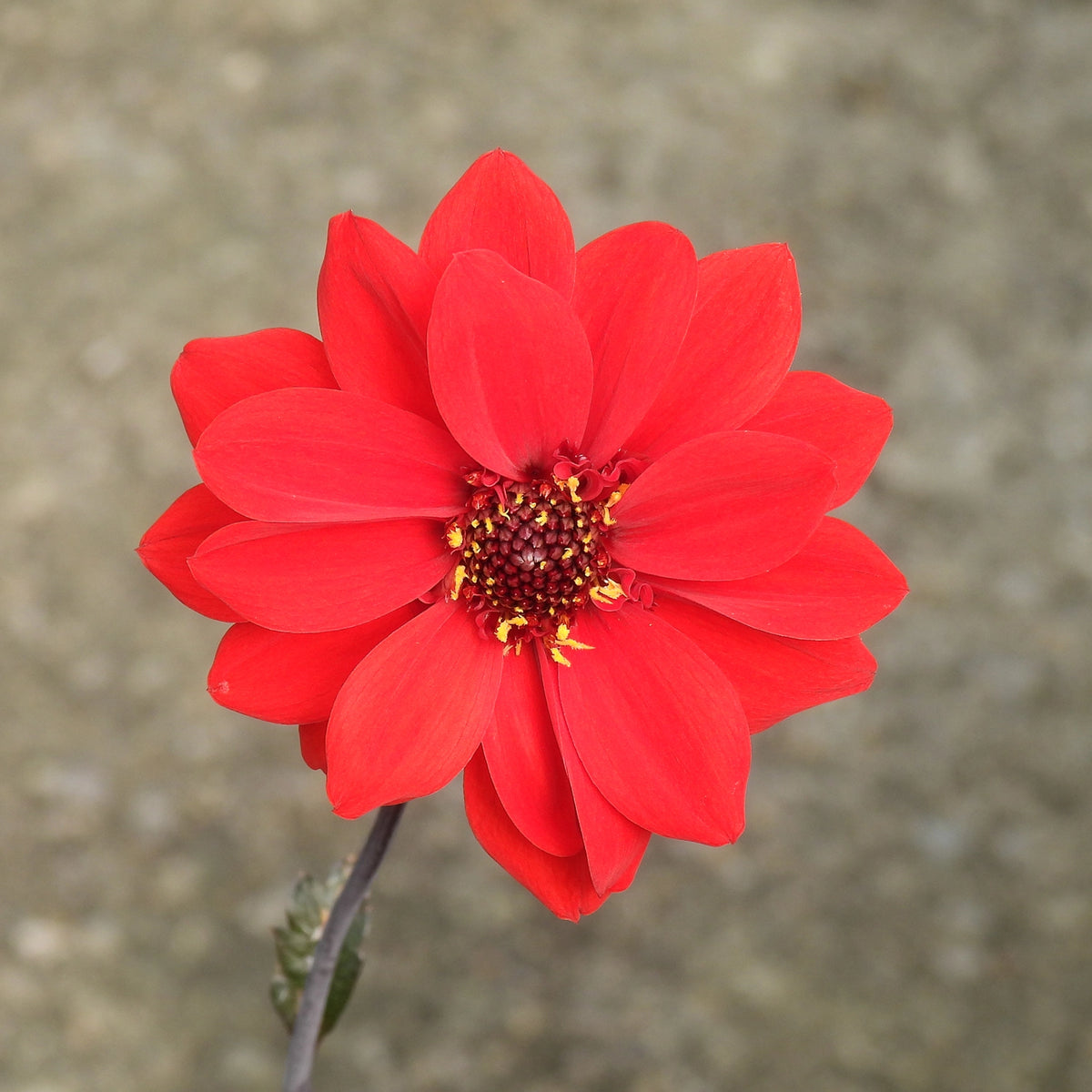Red dahlia flower - Bishop of Llandaff