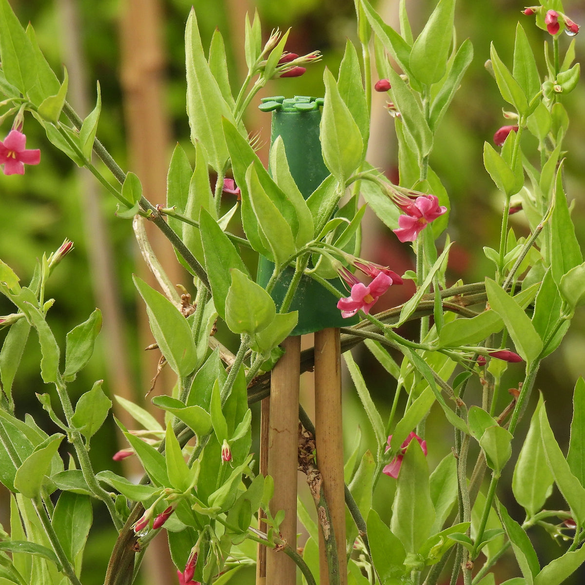 A close-up of a climbing plant with bright green leaves and small pink flowers, supported by a green stake holder and bamboo stakes.