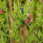 A close-up of a climbing plant with bright green leaves and small pink flowers, supported by a green stake holder and bamboo stakes.