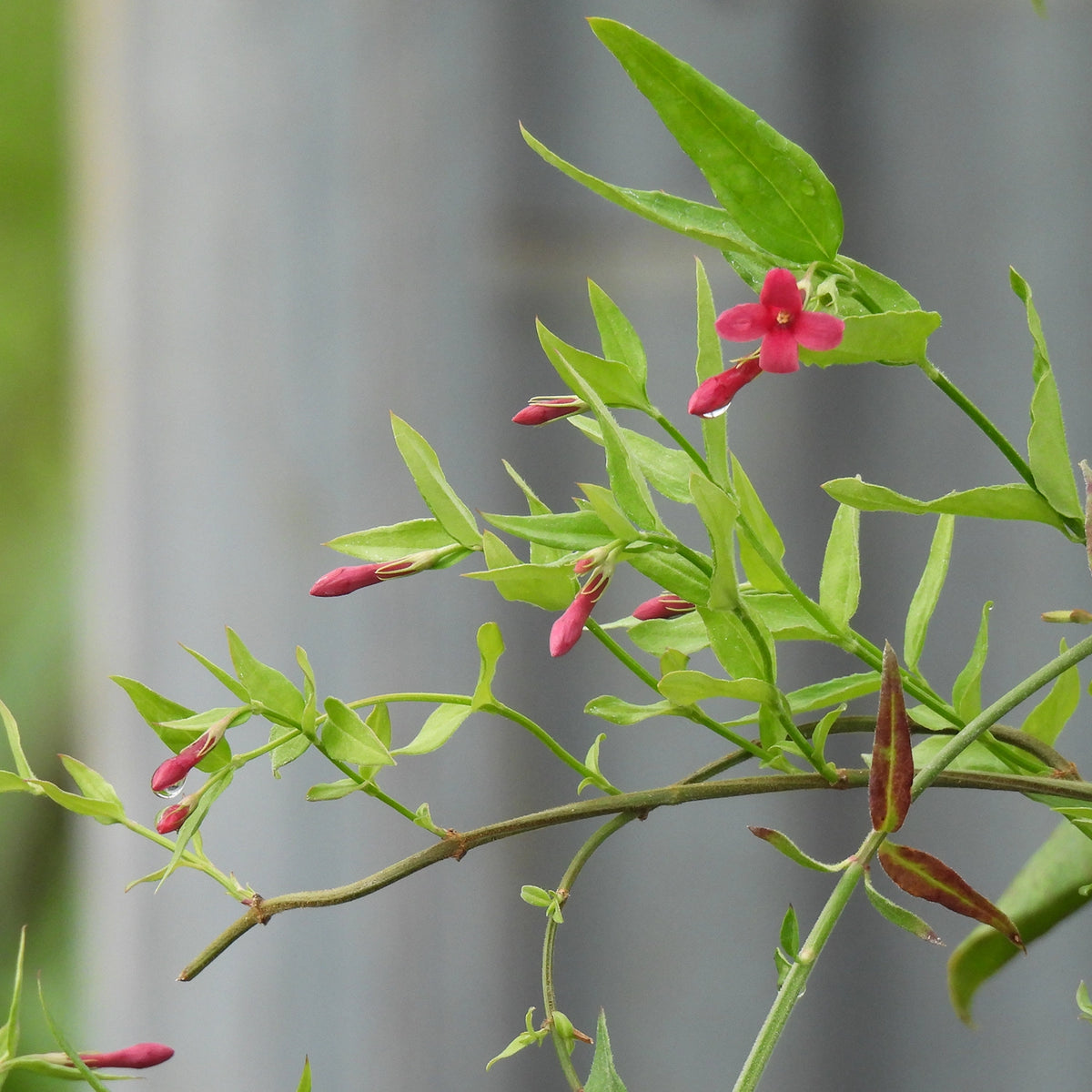 A close-up of a jasmine plant branch with bright pink flowers and green leaves against a blurred gray outdoor background.