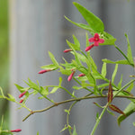 A close-up of a jasmine plant branch with bright pink flowers and green leaves against a blurred gray outdoor background.