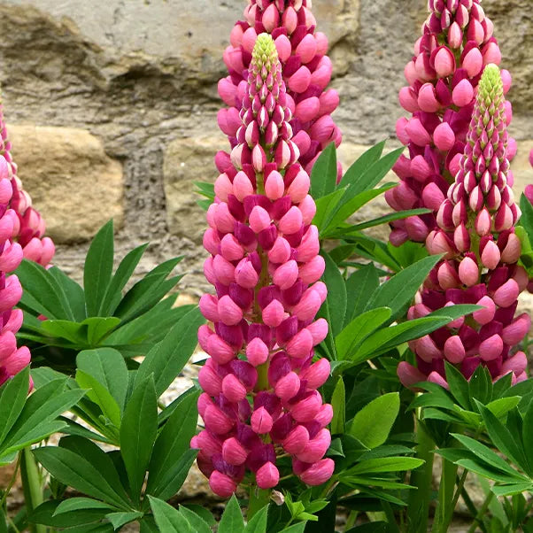 Pink lupin flowers with green leaves against a stone wall background