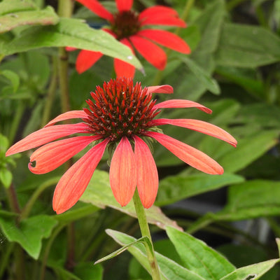 A close-up of a coneflower (Echinacea) with bright orange-red petals and a dark reddish-brown central cone, surrounded by green foliage with another flower blurred in the background.
