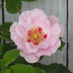 Pink flower with a yellow center and red accents, surrounded by green leaves against a neutral background.