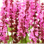Close-up of marvel rose salvia flowers