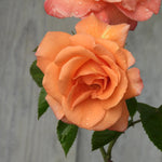 Close-up of a peach-colored rose with water droplets on a gray background