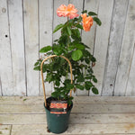 3 litre potted rose - Scent from Heaven