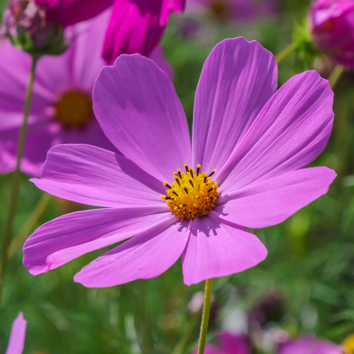 Close-up of a pink cosmos flower with a yellow center in a field.