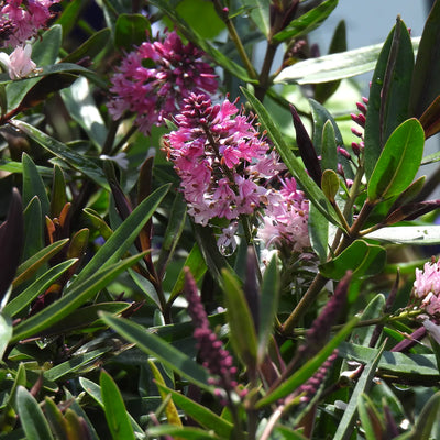 Close-up of pink hebe flowers with green leaves