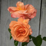 Two peach-colored roses (Scent from heaven rose) with water droplets against a gray wooden background
