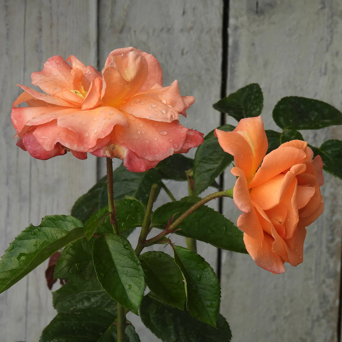 Two peach-colored roses with green leaves against a wooden fence background