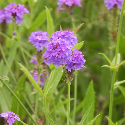 Purple verbena flowers with green leaves in a natural outdoor setting.