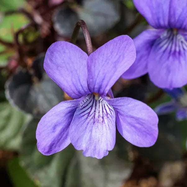 Close-up of a purple viola labradorica flower with a blurred green background