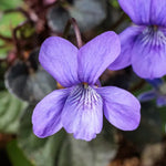 Close-up of a purple viola labradorica flower with a blurred green background
