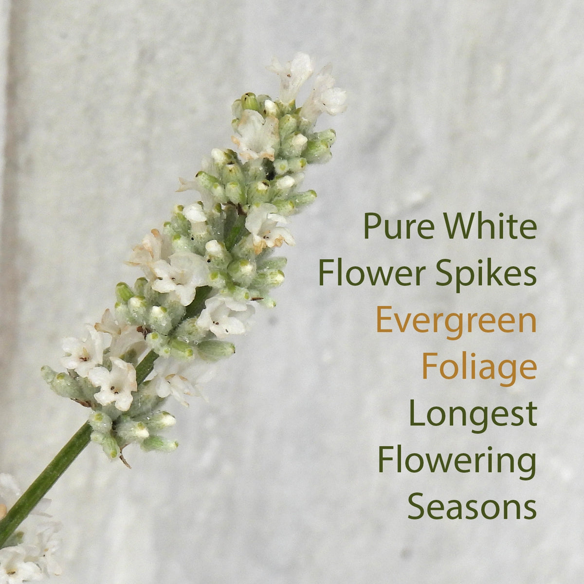 A close-up of a flowering plant spike with small white blossoms and pale green foliage, set against a light textured background with text reading 'Pure White Flower Spikes Evergreen Foliage Longest Flowering Seasons.'.