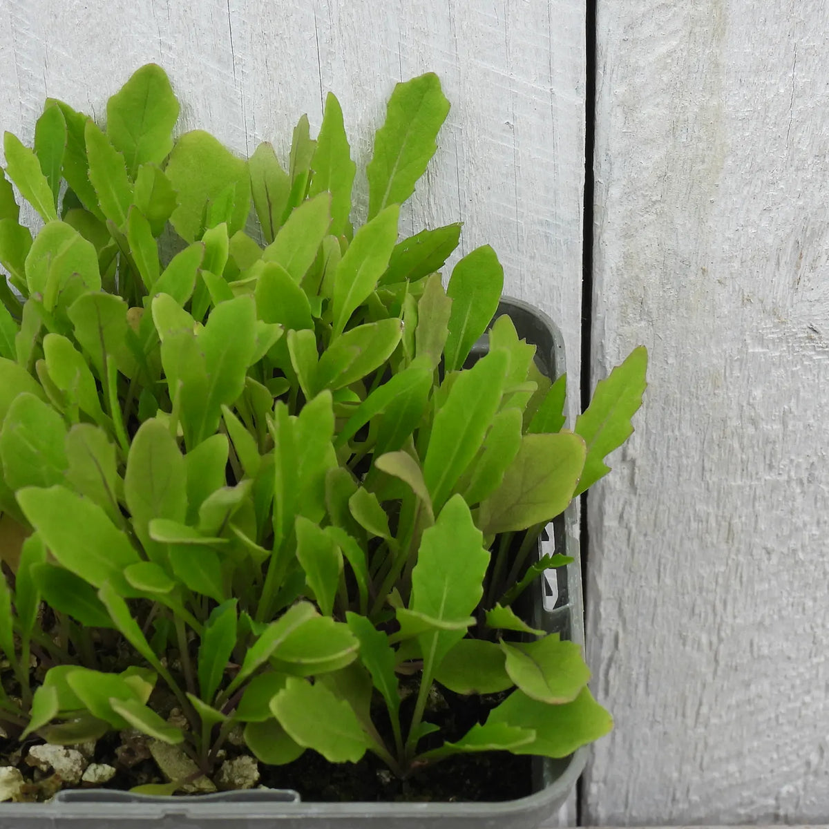 Close up of wild rocket leaves