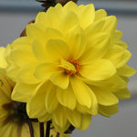 Close-up of a bright yellow dahlia flower with a blurred background