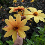 A hand holding a large yellow-orange dahlia flower in a garden, with other similar flowers and green foliage in the background.
