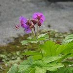 Purple flowers with green leaves growing outdoors against a blurred gray ground background.
