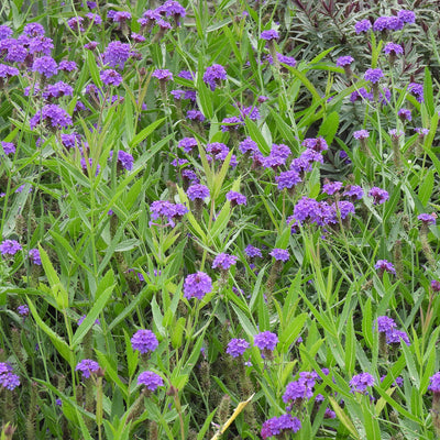 Purple butterfly weed flowers blooming on tall green stems in a dense garden setting.